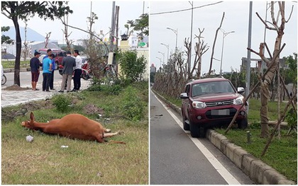 Đà Nẵng: Tông phải bò đang ngủ trên đường, ô tô leo dải phân cách húc đổ 2 cây xanh