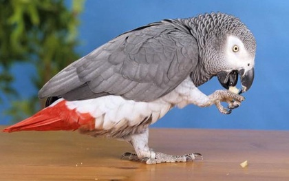 Chú vẹt nói tiếng Anh bỗng chuyển sang tiếng Tây Ban Nha sau 4 năm đi lạc
