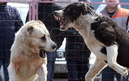 Những hình ảnh tàn khốc trong lễ hội chọi chó khiến nhiều người không khỏi rùng mình