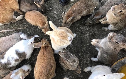 Có một thiên đường dành cho loài thỏ ở Nhật Bản