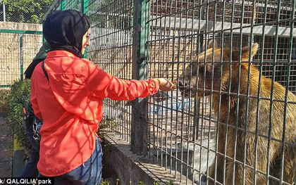 Bé trai 9 tuổi bị gấu trong sở thú ngoạm đứt lìa cánh tay