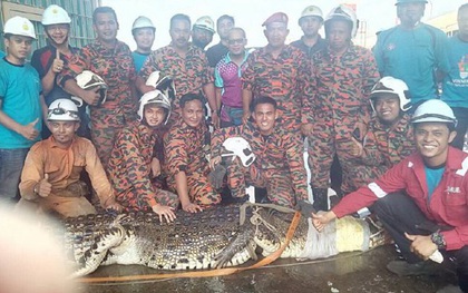 Bắt được cá sấu dài 6 mét, nặng một tấn sau 11 giờ săn đuổi