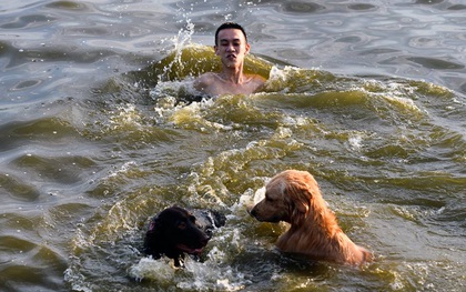Người Hà Nội đưa chó xuống hồ Tây tắm cùng để giải nhiệt
