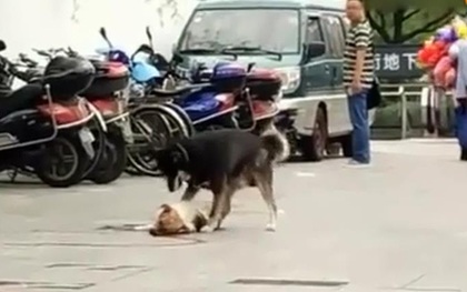Chú chó tìm mọi cách đánh thức bạn bị xe đâm bê bết máu trên đường