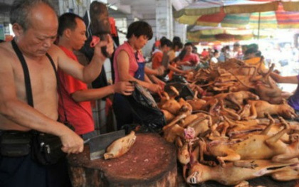 Dù có tin bị cấm, hàng nghìn chú chó vẫn bị giết thịt công khai trước lễ hội thịt chó Trung Quốc