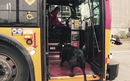Cô chó khôn như rận ngày nào cũng tự bắt xe bus đi lêu hêu
