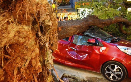 Cây xanh đổ đè nát ô tô ở trung tâm Sài Gòn dù trời không mưa