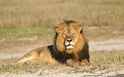 Con trai của Cecil - chú sư tử biểu tượng của Zimbabwe từng bị nha sĩ chặt đầu dã man, cũng đã bị bắn chết