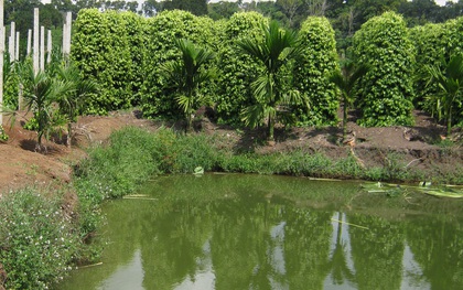 Hòa Bình: Hai vợ chồng trung tuổi bị sát hại dã man trong trang trại