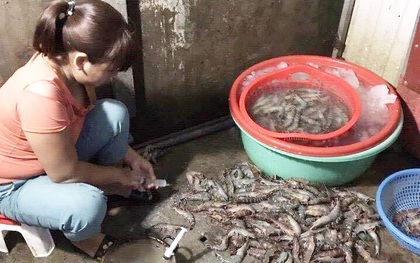 Hà Nội: Bắt quả tang cơ sở dùng kim tiêm bơm tạp chất vào tôm
