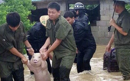Thêm thông tin về chú lợn tươi cười hớn hở, được lực lượng cứu hộ đưa ra khỏi vùng lũ