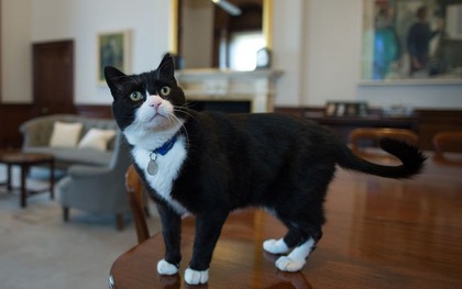 "Chú mèo quốc dân" Larry trong dinh Thủ tướng Anh sắp tuột mất vị trí trùm săn chuột đường Whitehall