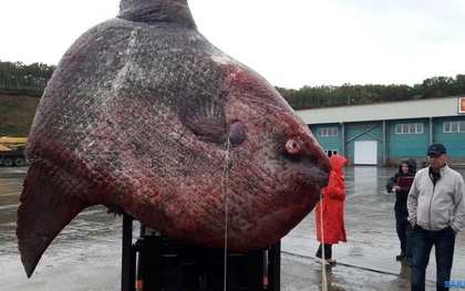 Bắt được sinh vật khổng lồ dưới đáy biển nặng tới 1,2 tấn, ngư dân đem xẻo thịt cho gấu ăn