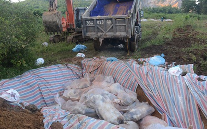 Thanh Hóa: Huy động máy xúc đào hố sâu 2 mét để tiêu hủy 6.000 con lợn chết đuối do mưa lũ