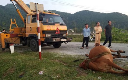 Tông chết bò đang gặm cỏ bên đường, tài xế phải đền 38 triệu đồng