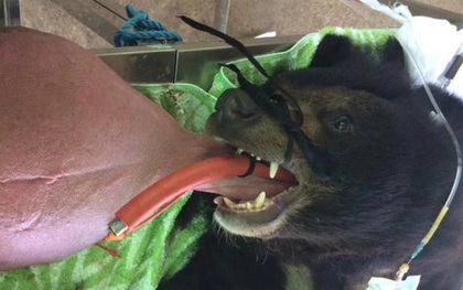 Chú gấu đáng thương có lưỡi to quá khổ nặng tới 3kg