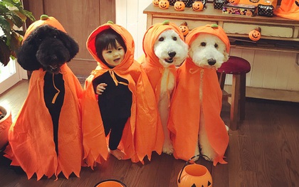 Loạt ảnh hóa trang Halloween hoành tráng nhất mạng xã hội của bé gái Nhật và những người bạn thú cưng