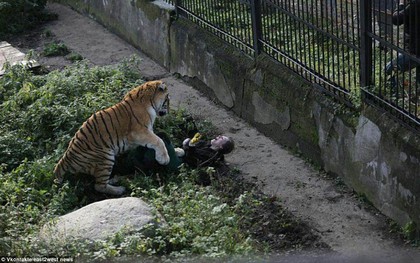 Tưởng chừng chết dưới nanh vuốt con hổ trong sở thú, nữ nhân viên sống sót đầy kỳ tích nhờ mọi người xung quanh