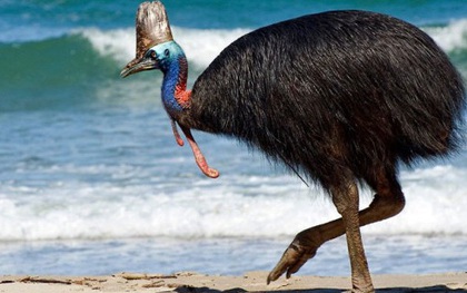 Cận cảnh loài chim nguy hiểm nhất thế giới được ghi trong kỷ lục Guinness