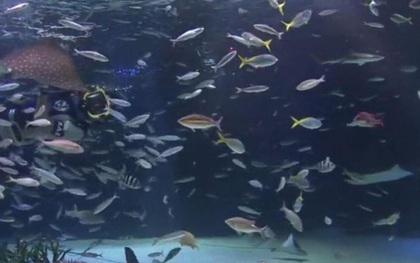 Chỉ vì hành động sai lầm của nhân viên thủy cung, hơn 1000 chú cá quý hiếm tại Nhật Bản chết cứng trong bể