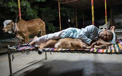 Chuyện lạ gây sốc: Người đàn ông bỏ vợ bỏ con để "sống chung với bò"