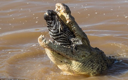 Nhìn bức ảnh cá sấu gặm đầu ngựa vằn là đủ hiểu, thế giới động vật cũng tàn khốc thế nào