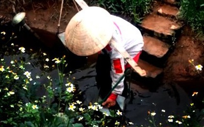 Hà Nội: Tưới rau sống bằng nước thải đen ngòm