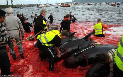 Hình ảnh bờ biển Đan Mạch nhuốm đỏ màu máu trong vụ thảm sát cá voi gây phẫn nộ trên toàn thế giới