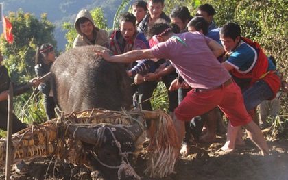 Chính quyền Quảng Nam nói "khó cấm" tục đâm trâu