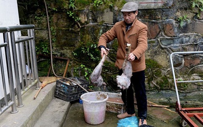 Chủ vườn thú bị chỉ trích vì cho các loài động vật ăn thịt nhau