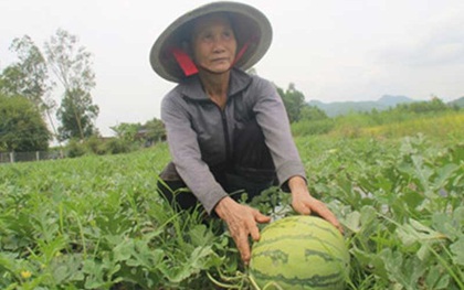 Bán trâu trồng dưa, dưa chín cho… trâu ăn