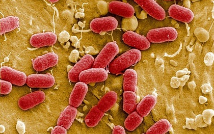 Việt Nam xuất hiện siêu vi khuẩn kháng tất cả kháng sinh