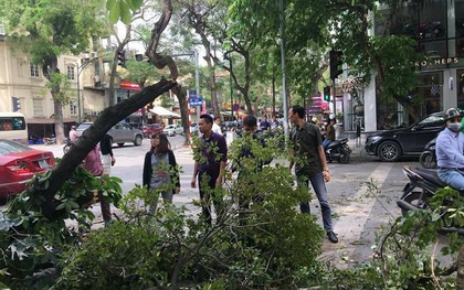 Cây xanh gãy đổ ở Hà Nội, hàng chục người chờ đèn đỏ thoát nạn