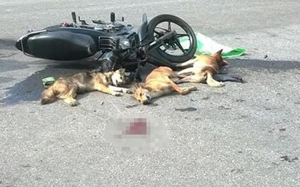 Đâm đầu vào ôtô vì cán phải chó