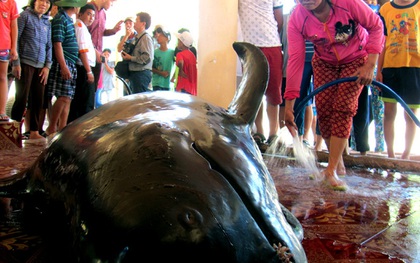 Phú Yên: Cá voi nặng hơn một tấn dạt vào bờ biển