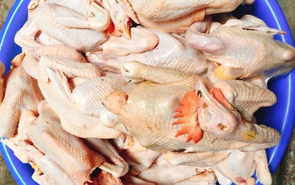 Sự thật gà ri đặc sản mổ sẵn 60 ngàn/con bán la liệt ở Hà Nội