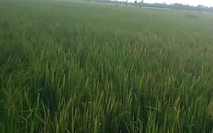 Tìm thấy thi thể 2 anh em ruột ôm nhau dưới ruộng lúa