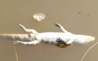 "Quốc bảo" bị điện giật nổi phềnh trên mặt nước, cảnh sát treo thưởng tìm thủ phạm