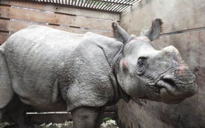 Lũ cuốn tê giác quý hiếm trôi 42 km, từ Nepal tới Ấn Độ