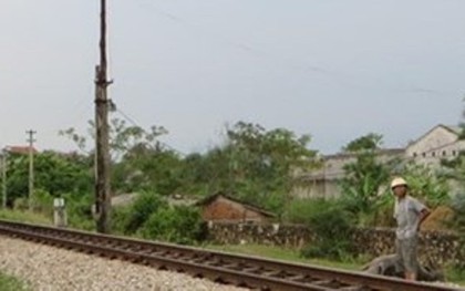 Chạy qua đường ngang dân sinh, 7 con trâu bị tàu hỏa tông chết