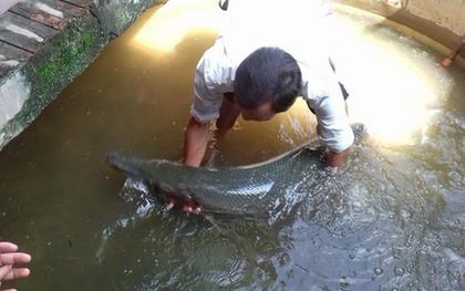 Mưa ngập cửa sổ, người dân ở Hà Nam bắt được cá sấu hỏa tiễn 28kg bơi vào nhà