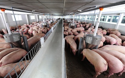 Tắc đường sang Trung Quốc, 4 triệu tấn lợn lo ế nặng