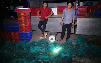 Chết khiếp với hơn 2 tạ rắn bò lổm ngổm trên xe tải