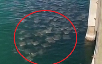 Giải mã hiện tượng kỳ lạ: Hàng trăm con cá đuối tụ tập ở bờ biển Mỹ