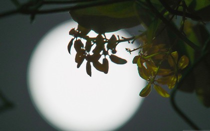 Lác mắt trước chùm ảnh "siêu Mặt trăng" trên bầu trời Việt Nam và thế giới