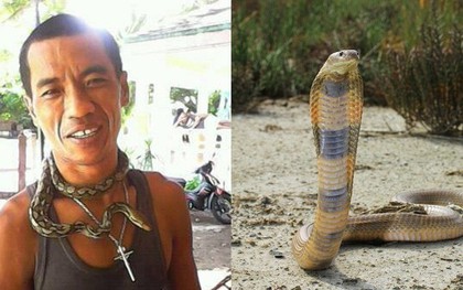 Bị rắn cắn, "vua hổ mang" uống máu trả thù nhưng không ngờ tai họa giáng xuống đầu mình