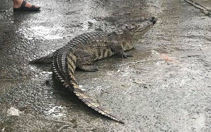 Đà Nẵng: Mang cá sấu sống nặng 50kg bày bán ngay giữa chợ khiến nhiều người “sốc”