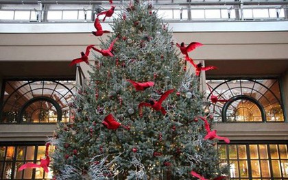 Cây thông Noel thật cao 5 mét được cho "ngủ đông" đưa về Việt Nam