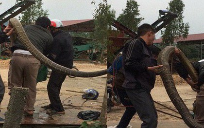 Kiểm lâm nghi có người mang rắn hổ mang chúa đến thả rồi bắt lại để "tạo sự kiện"