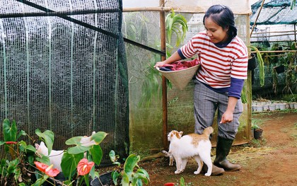 Cô thạc sĩ Sài Gòn bỏ phố lên rừng, trồng hoa và sống trong ngôi nhà nhỏ với 5 chú mèo ở Đà Lạt